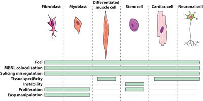 Cells of Matter—In Vitro Models for Myotonic Dystrophy